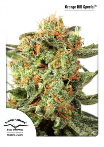 Orange Hill Special Feminized