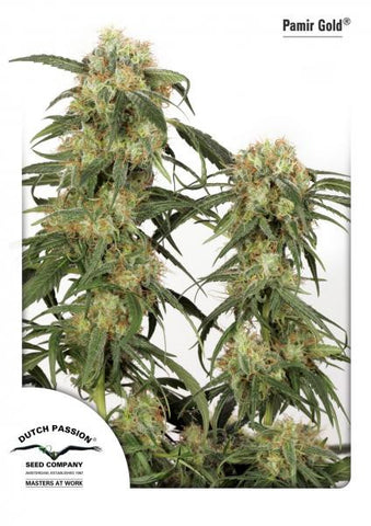 Pamir Gold Feminized