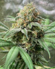 Pineapple Soul Feminized