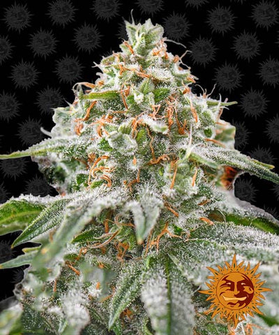 Pink Kush Feminized