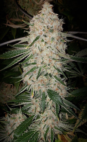 Pluto Cut Auto Flowering R F3 Feminized