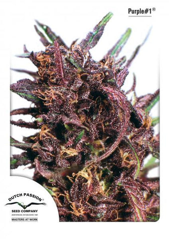 Purple #1 Feminized