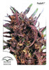 Purple #1 Feminized