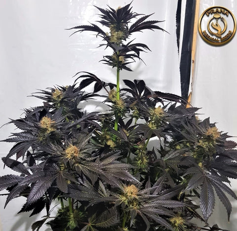 Purple Walker Kush F1 Regular