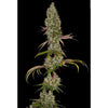 Rainbow Road Feminized