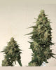 Rose Soul Feminized