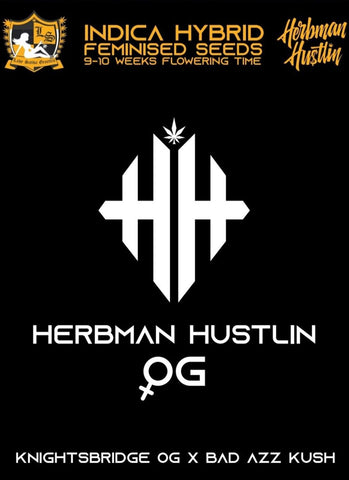 Herbman Hustlin OG - HHOG Feminized