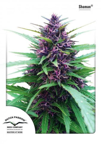 Shaman Feminized