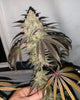 Shivas Soul Feminized