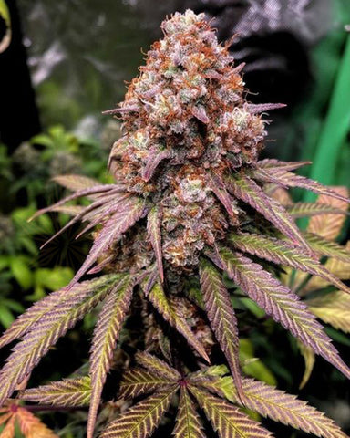 Shivas Soul Feminized