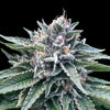 Sorbet #4 Female (Sorbet Collection)