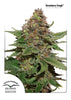 Strawberry Cough Feminized