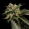 Strawberry Sorbet Feminized (Sorbet Collection)
