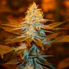 Strawberry Glue Feminized