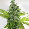 Citron Givré (Birthday Cake Selected) Feminized