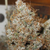 Afro Jam Haze Regular