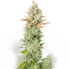 Sour Grape Widow Feminized