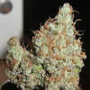 Super Silver Grapefruit Feminized