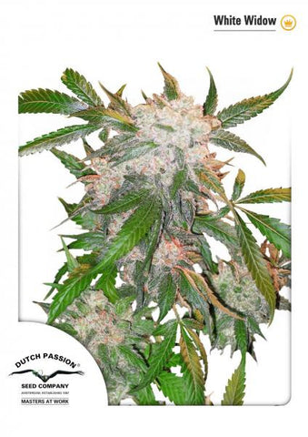 White Widow Feminized