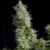 Alpujarreña Feminized