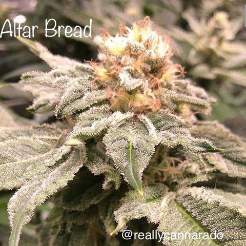 Altar Bread Feminized