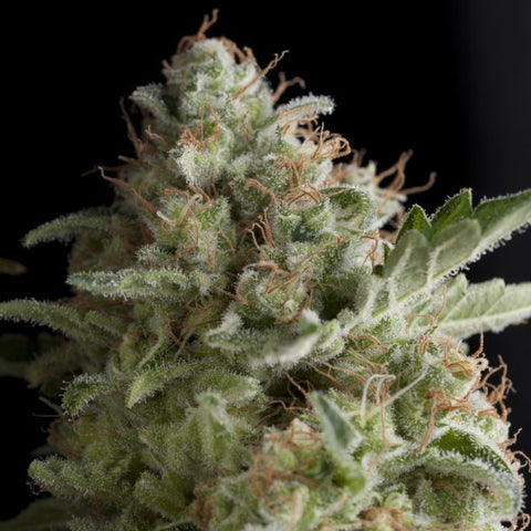 American Pie Feminized