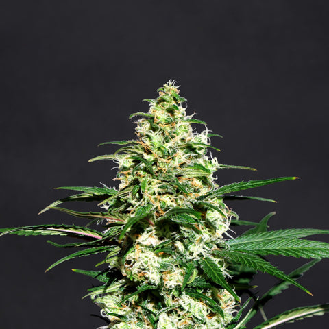 AMNESI-K Feminized