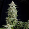 Amnesia Gold Feminized