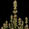 Apricot Candy Feminized