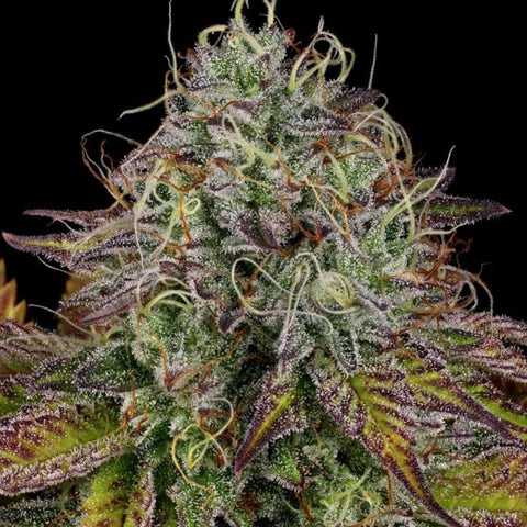 Apricot Candy Feminized