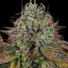 Apricot Candy Feminized