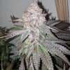 Atomic Sherbet Feminized