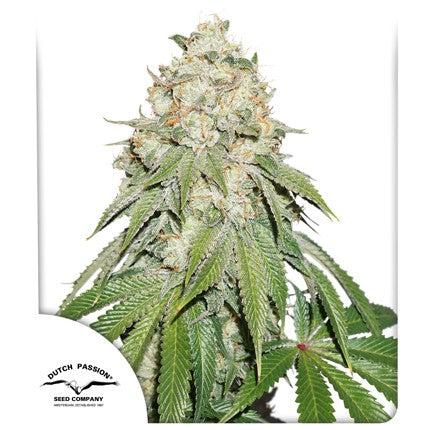 Banana Blaze Feminized