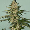 Banana Loaf Feminized