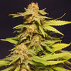 BIG BULL Feminized