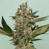 Biscotti 2.0 Feminized