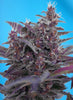 Black Cream Autoflowering