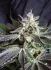 Black Jack F1 Fast Version Feminized