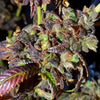 Black Cherry Cake Feminized