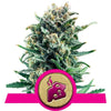 Blue Cheese Feminized