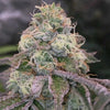 Blue Fizz Feminized