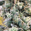 Blue Fizz Feminized