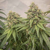 Blue Kachina Feminized