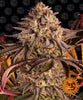 Blue Sunset Sherbert Feminized