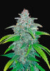 Blue Dream'matic Autoflowering Feminized