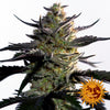 Blueberry OG Feminized