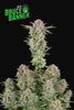 Bruce Banner Autoflowering Feminized