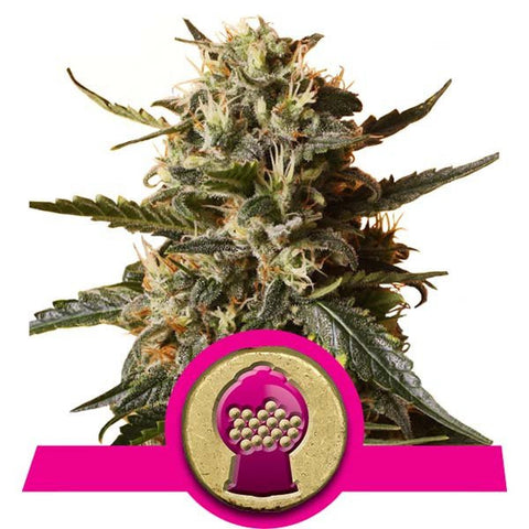 Bubblegum XL Feminized