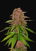 C4 Autoflowering Feminized