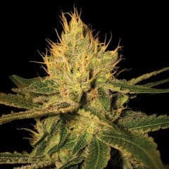 Cannalope Haze Feminized